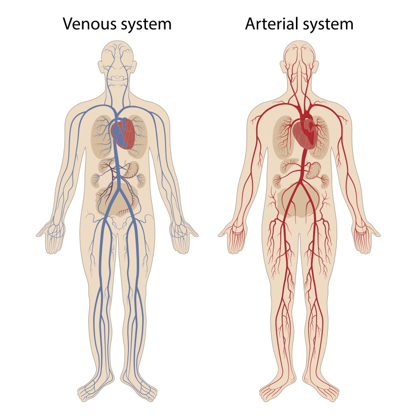 Osteopathie;Arterien/Venen